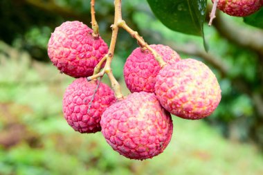Lychee ağaçta meyve Asya Tayland