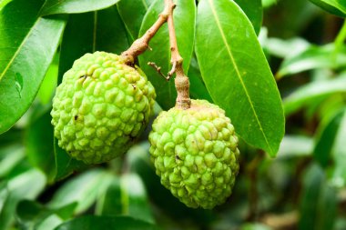 Genç Lychee ağaçta meyve Asya Tayland