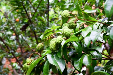Genç Lychee ağaçta meyve Asya Tayland