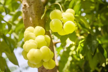 Ağaç, yenilebilir küçük sarı çilek meyve üzerinde yıldız Bektaşi üzümü