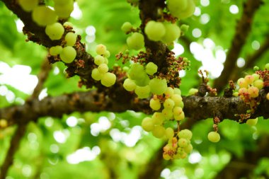 Ağaç, yenilebilir küçük sarı çilek meyve üzerinde yıldız Bektaşi üzümü