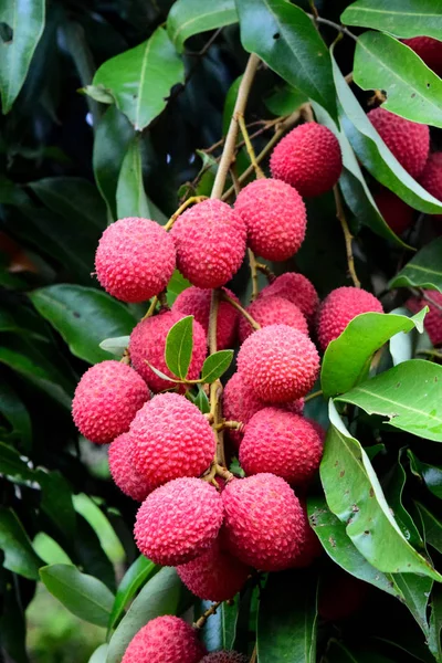 Lychee ağaçta meyve Asya Tayland