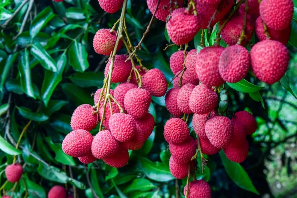 Lychee ağaçta meyve Asya Tayland