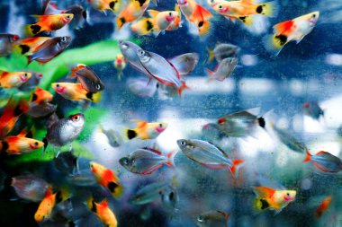 Akvaryumda bir grup balık 