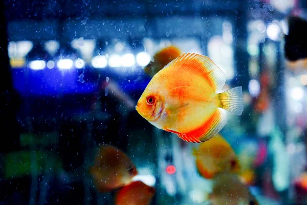 Groupe Poissons Dans Aquarium — Photo