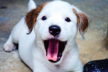 Sevimli beyaz köpek yavrusu