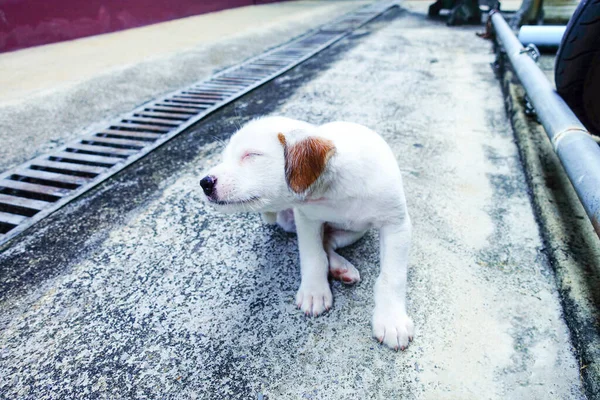 Adorabile Cucciolo Bianco — Foto Stock