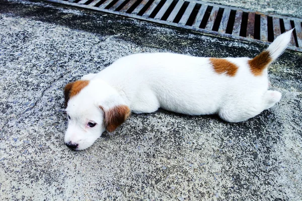 Cãozinho Branco Adorável — Fotografia de Stock