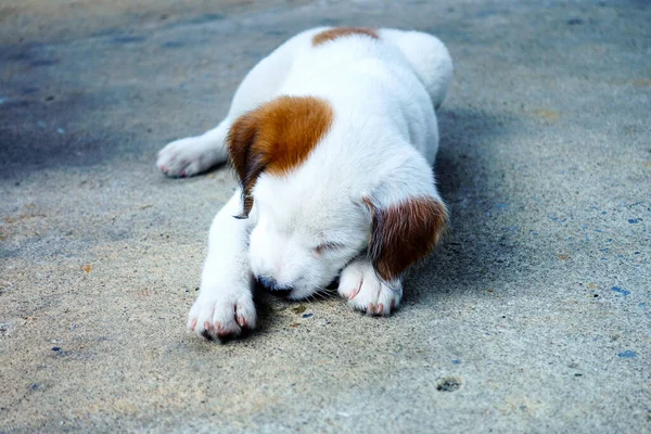 Cãozinho Branco Adorável — Fotografia de Stock