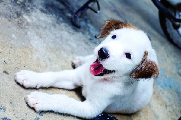Schattige Kleine Witte Puppy — Stockfoto