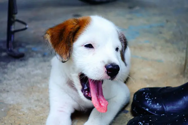 Adorabile Cucciolo Bianco — Foto Stock