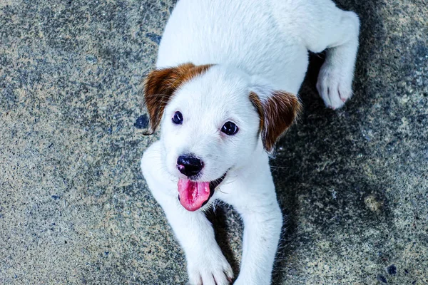 Adorabile Cucciolo Bianco — Foto Stock