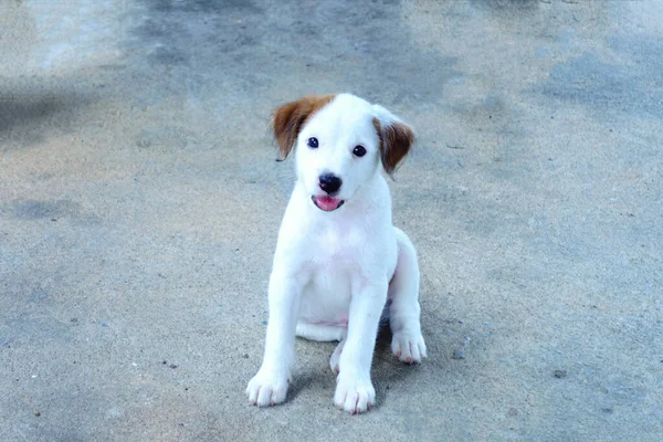 Adorable Petit Chiot Blanc — Photo