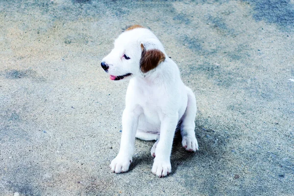 Sevimli Beyaz Köpek Yavrusu — Stok fotoğraf