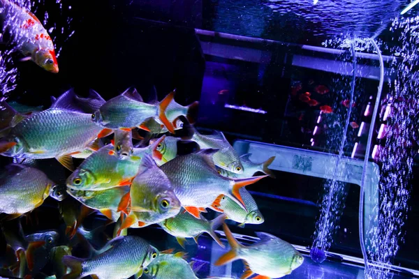 Gruppe Von Fischen Aquarium — Stockfoto