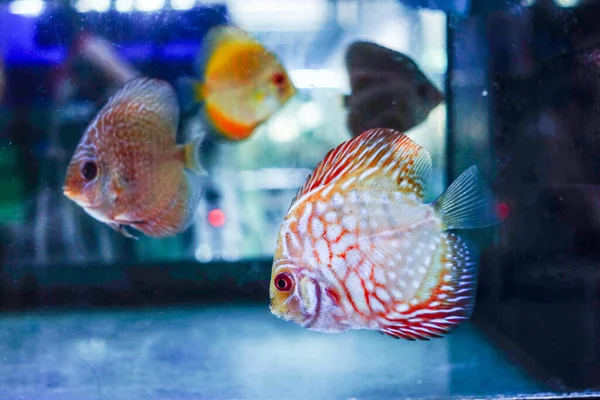 Groupe Poissons Dans Aquarium — Photo