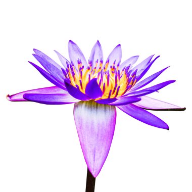 Çiçeklerin resmi, çiçeklerin konsepti