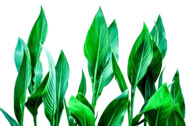 Beyaz arkaplanda dört yeşil çimen yaprağı