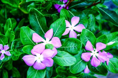 Güzel çiçekler kapanıyor.