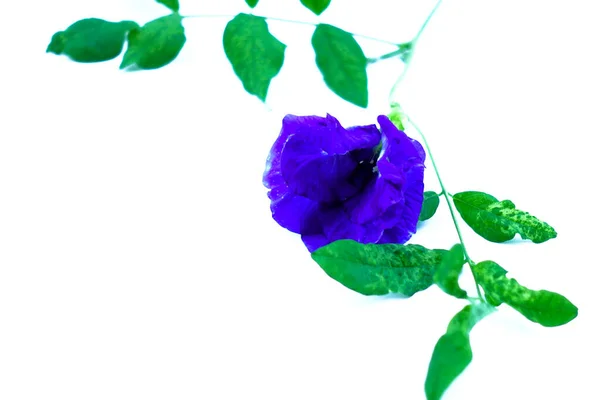Gyönyörű Virágok Záródnak — Stock Fotó