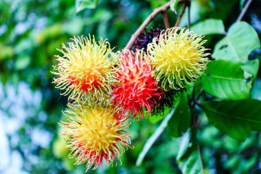 Ağaçta meyveler var.