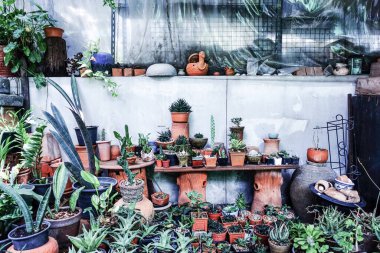 Sokakta saksıda çiçekler ve bitkiler