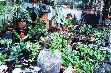 saksıda çiçekler ve bitkiler