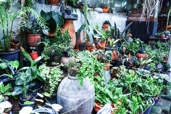 saksıda çiçekler ve bitkiler