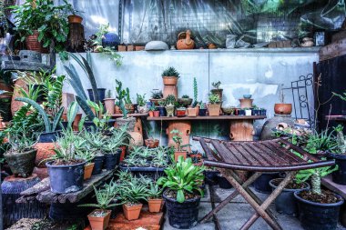 Sokakta saksıda bitkiler