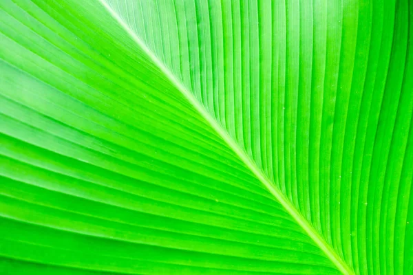 Yeşil yapraklar yakın, doğal arkaplan                              