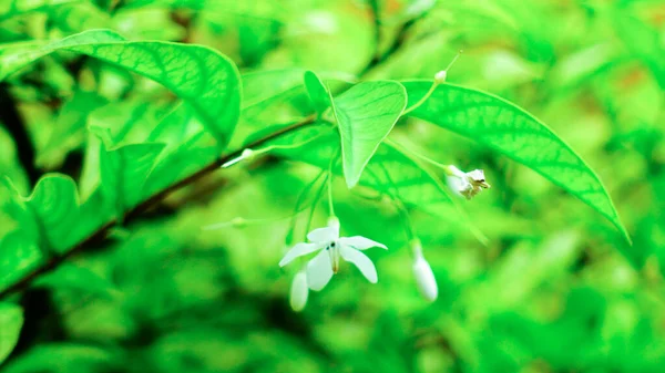 Hojas Verdes Cerca Fondo Natural —  Fotos de Stock