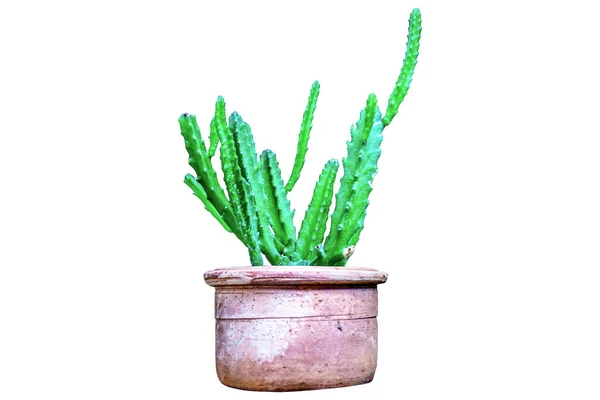Kaktus Garnku Izolowany Białym Tle — Zdjęcie stockowe