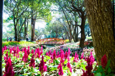 Çiçek açan güzel çiçekler kapanıyor 