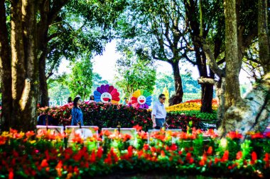 Çiçek açan güzel çiçekler kapanıyor 