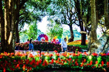 Çiçek açan güzel çiçekler kapanıyor 