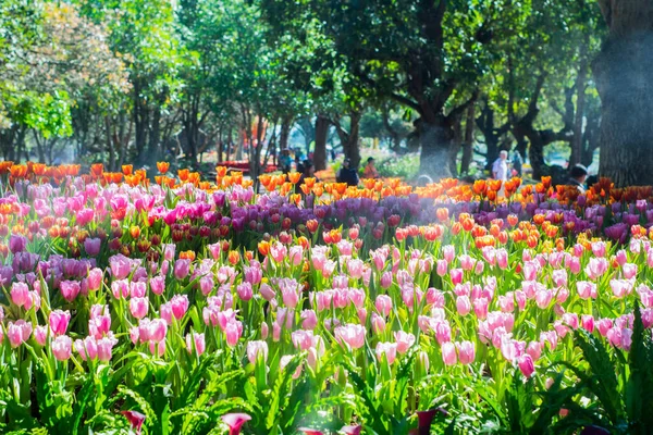 Floreciendo Hermosas Flores Cerca — Foto de Stock