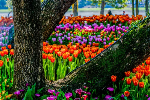 Kvetoucí Krásné Květiny Zblízka — Stock fotografie