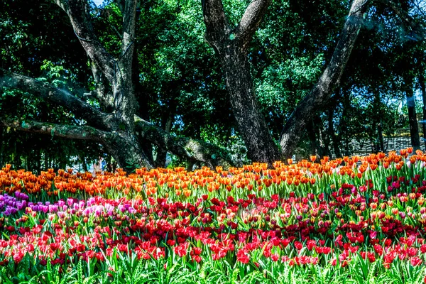 Schöne Blüten Aus Nächster Nähe — Stockfoto