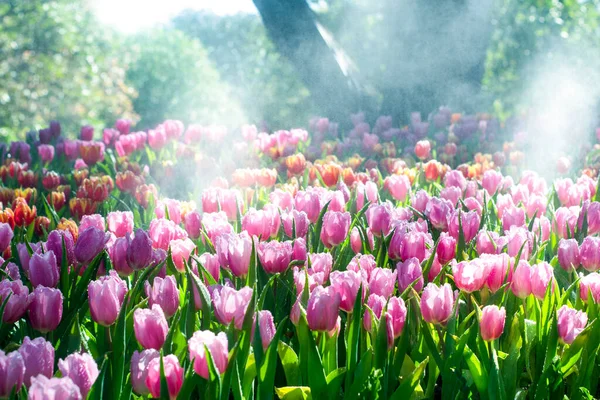 Blommande Vackra Blommor Nära Håll Stockfoto