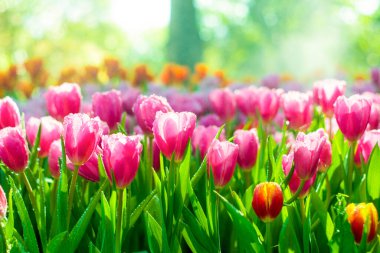 Çiçek açan güzel çiçekler kapanıyor 