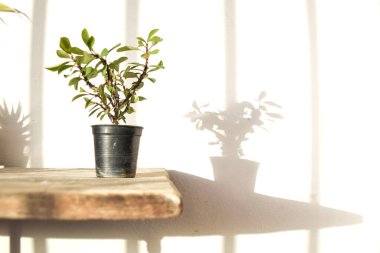 Masadaki vazoda yeşil bitki var.