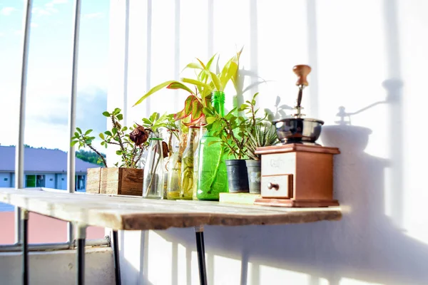 Soffbord Med Blommor Och Växter Bakgrunden — Stockfoto