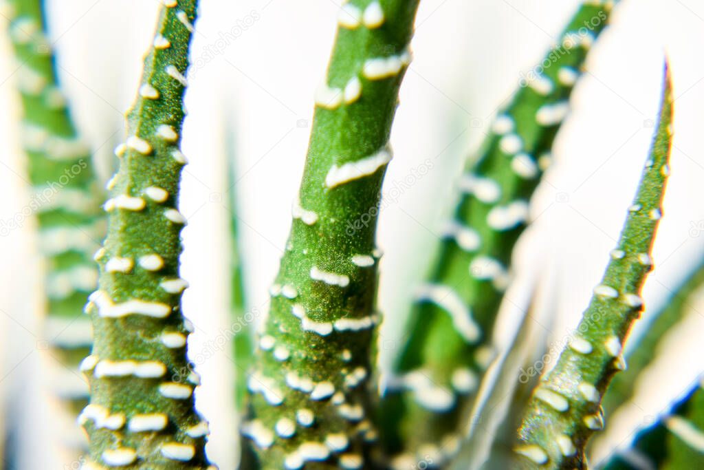 aloe vera plant with water drops on a white background