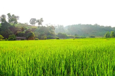 Yeşil çeltik tarlası