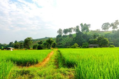 Yeşil çeltik tarlası