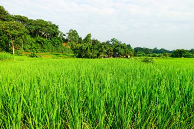 Yeşil çeltik tarlası