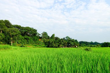 Yeşil çeltik tarlası
