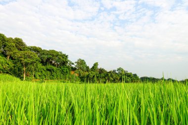 Yeşil çeltik tarlası