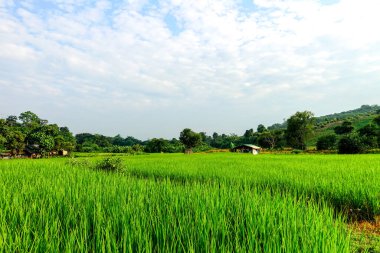 Yeşil çeltik tarlası