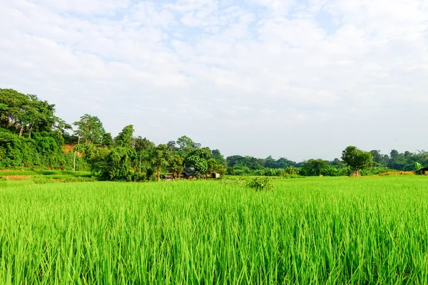 Yeşil çeltik tarlası